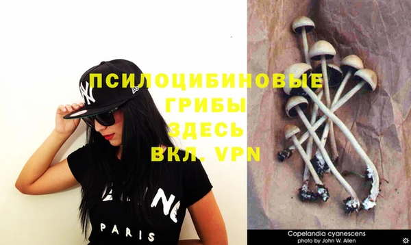 индика Ельня